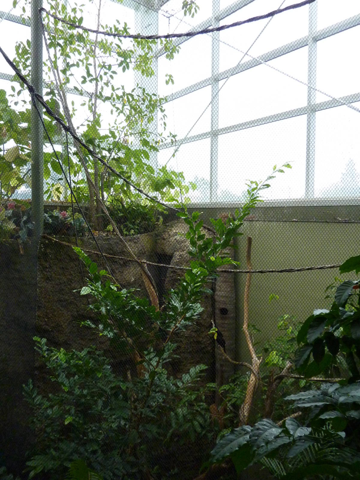 Amazonia: Forest Of Riches -Keel-Billed Toucan Exhibit