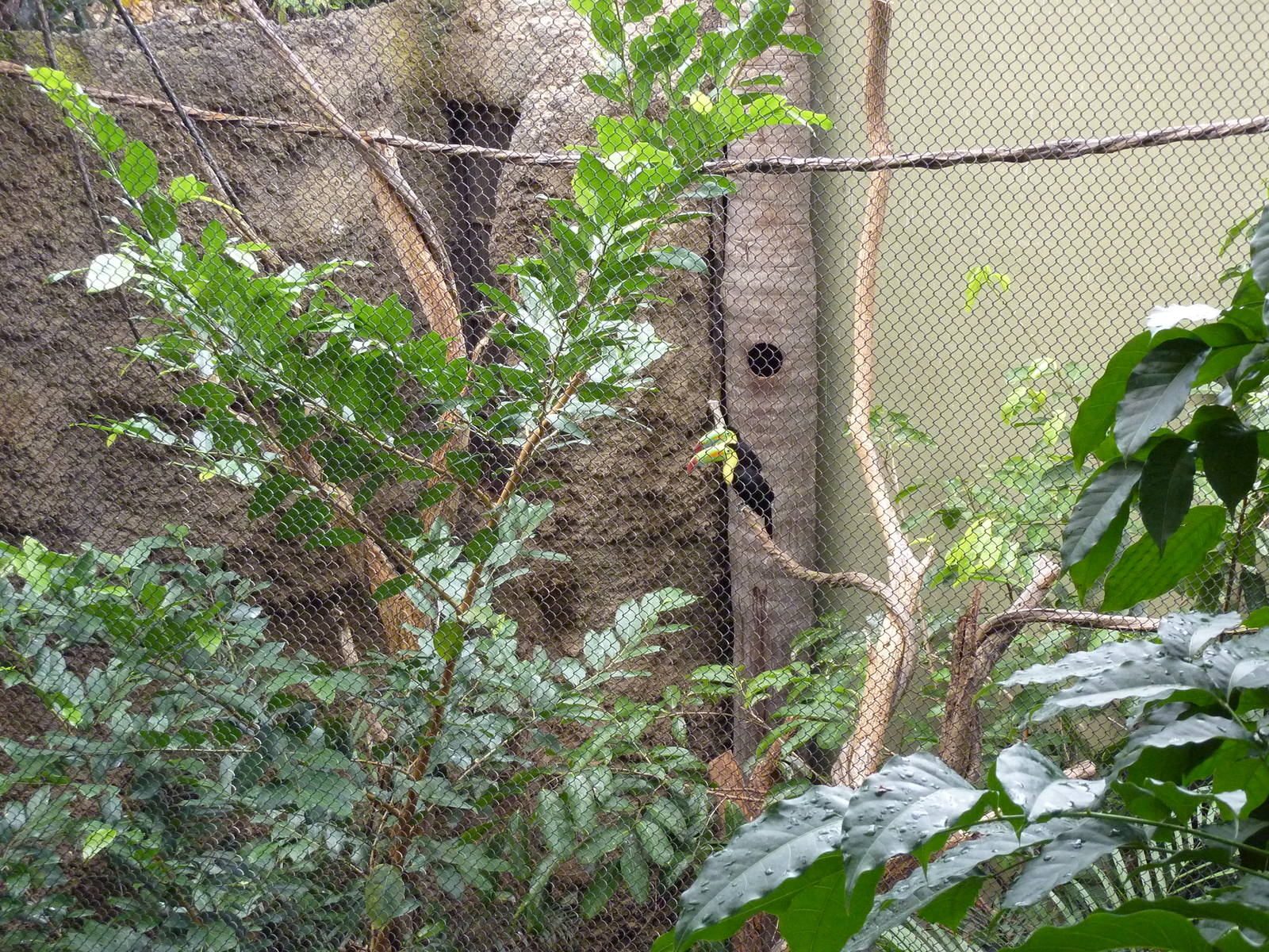 Amazonia: Forest Of Riches - Keel-Billed Toucan Exhibit