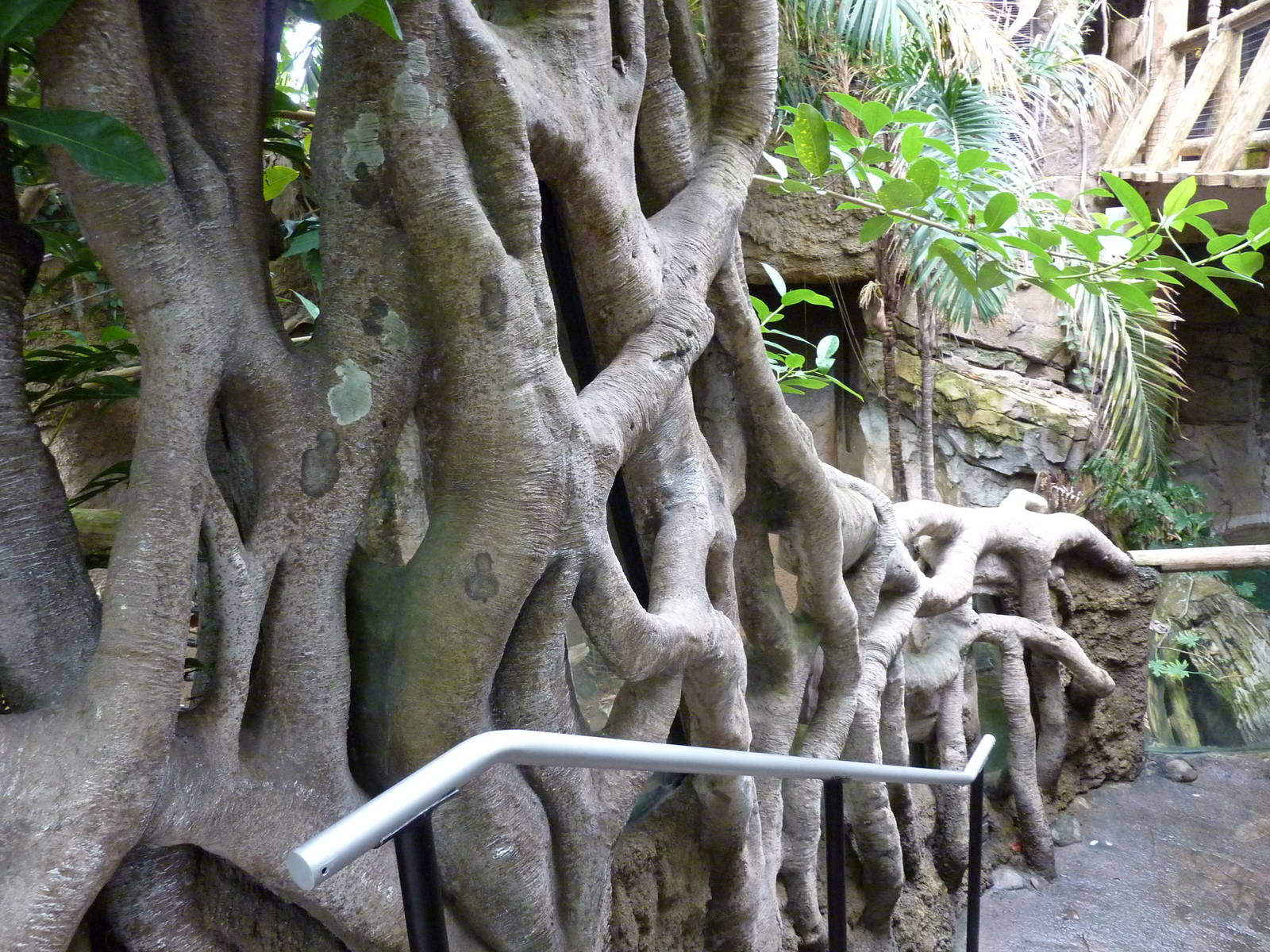 Amazonia: Forest Of Riches - Strangler Fig