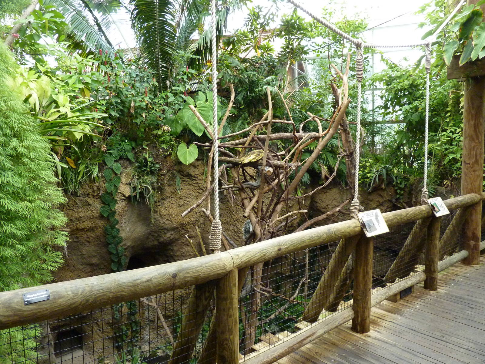 Amazonia: Forest Of Riches - Two-Toed Sloth/Coendou Exhibit