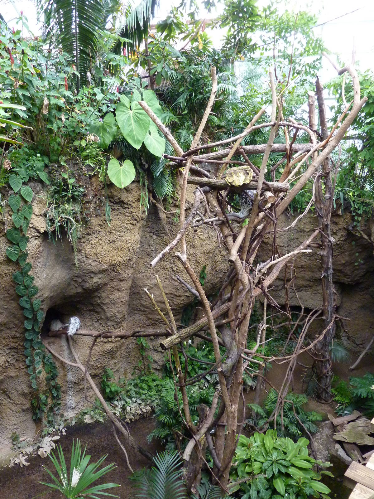 Amazonia: Forest Of Riches - Two-Toed Sloth/Coendou Exhibit