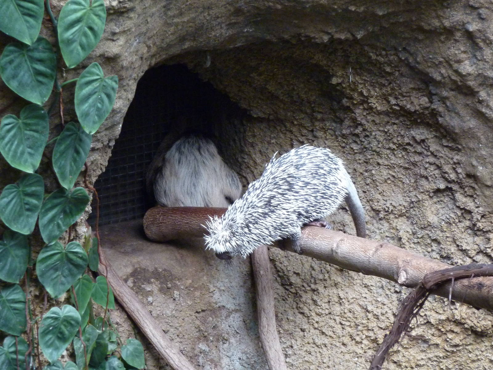 Amazonia: Forest Of Riches - Two-Toed Sloth + Coendou