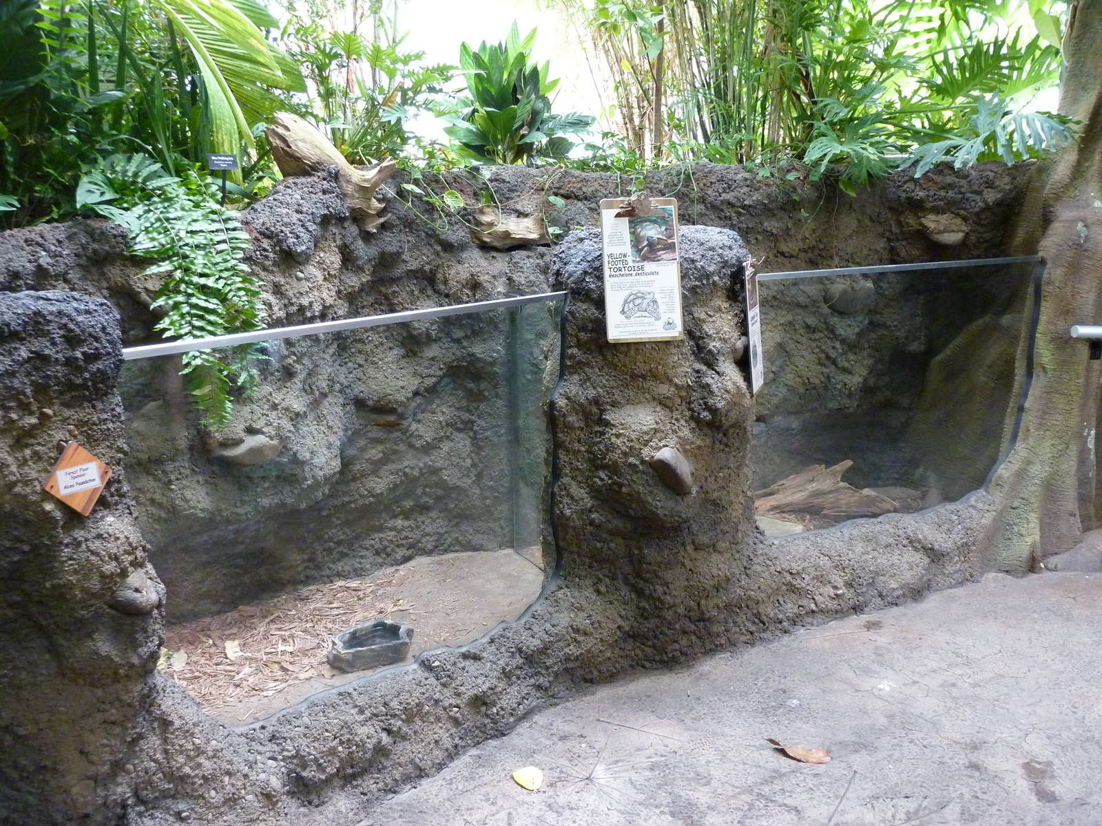 Amazonia: Forest Of Riches - Yellow-Footed Tortoise + Columbian Tegu Exhibi