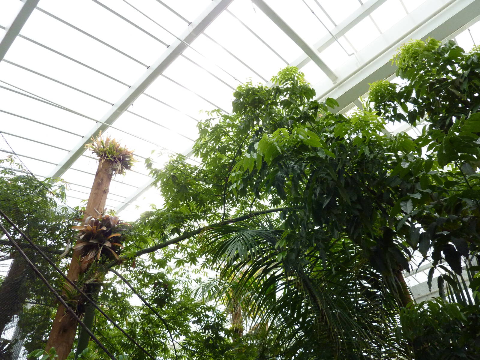 Amazonia: Forest Of Riches