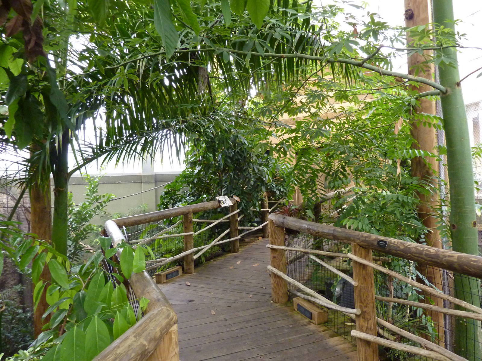 Amazonia: Forest Of Riches