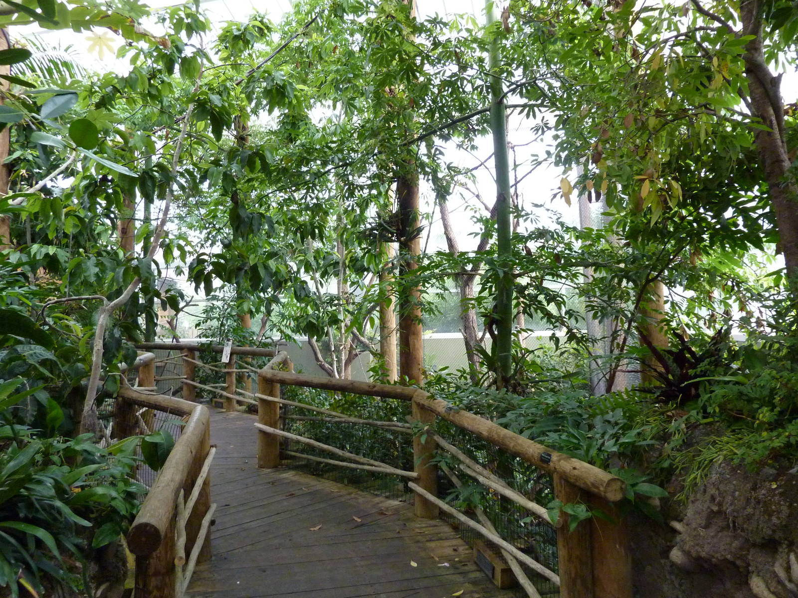 Amazonia: Forest Of Riches