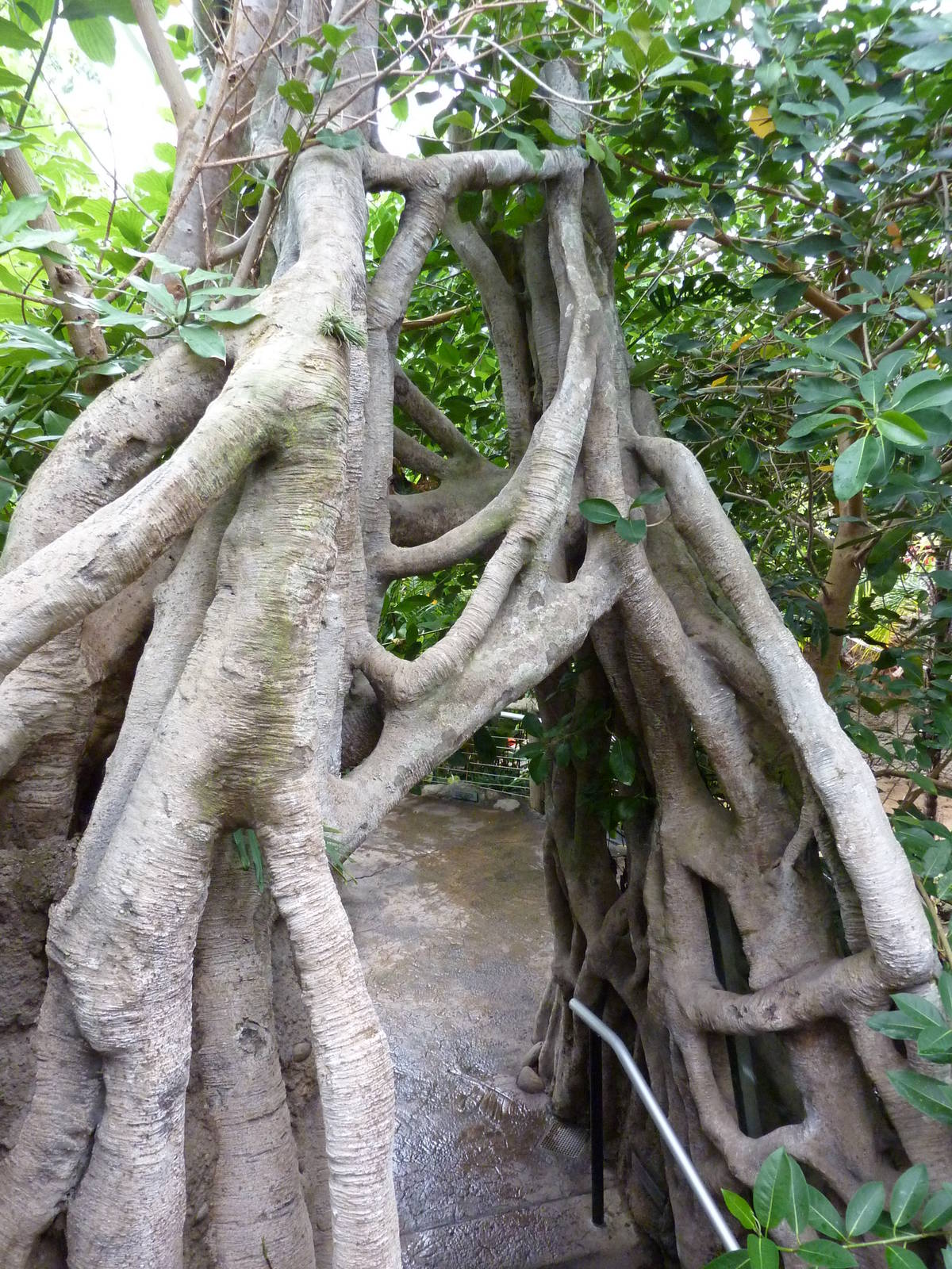 Amazonia: Forest Of Riches