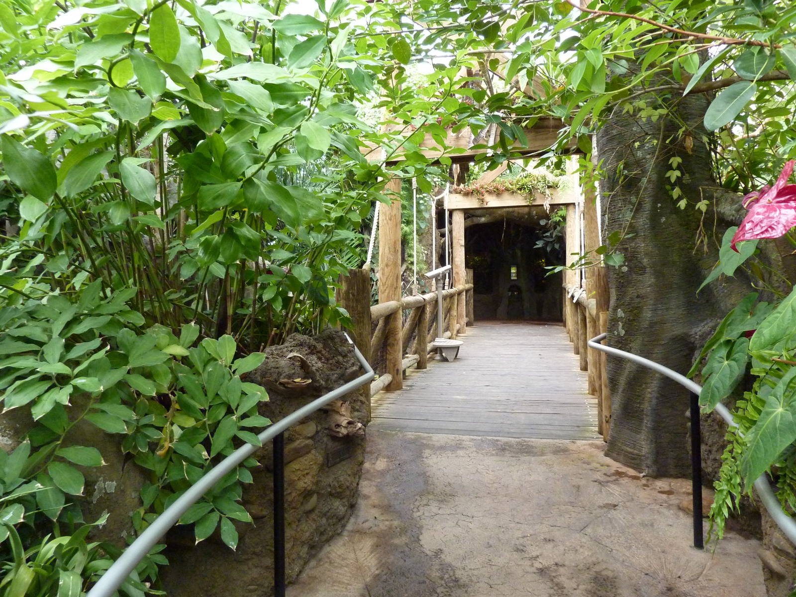 Amazonia: Forest Of Riches