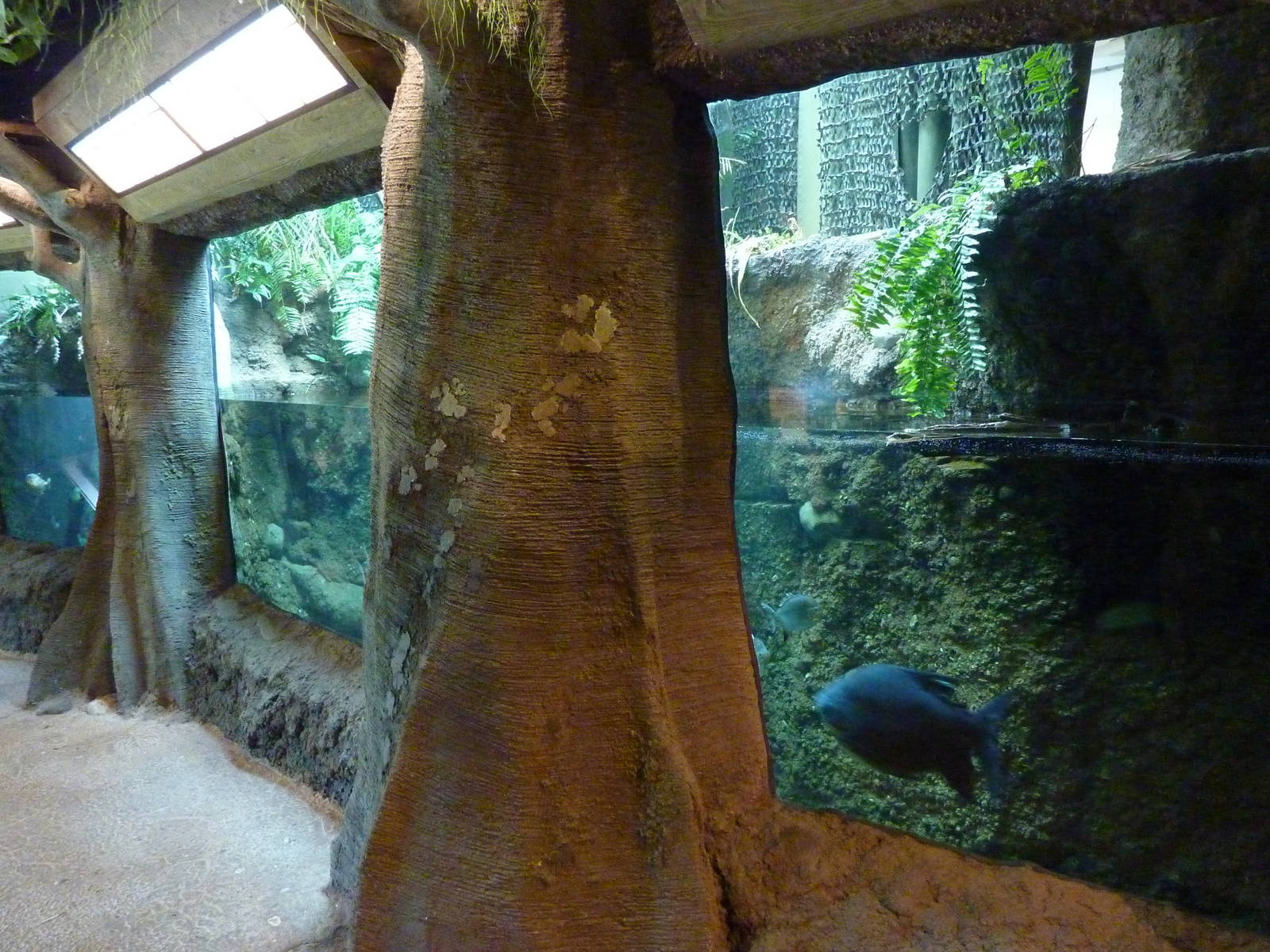 Amazonia: Forest Of Riches