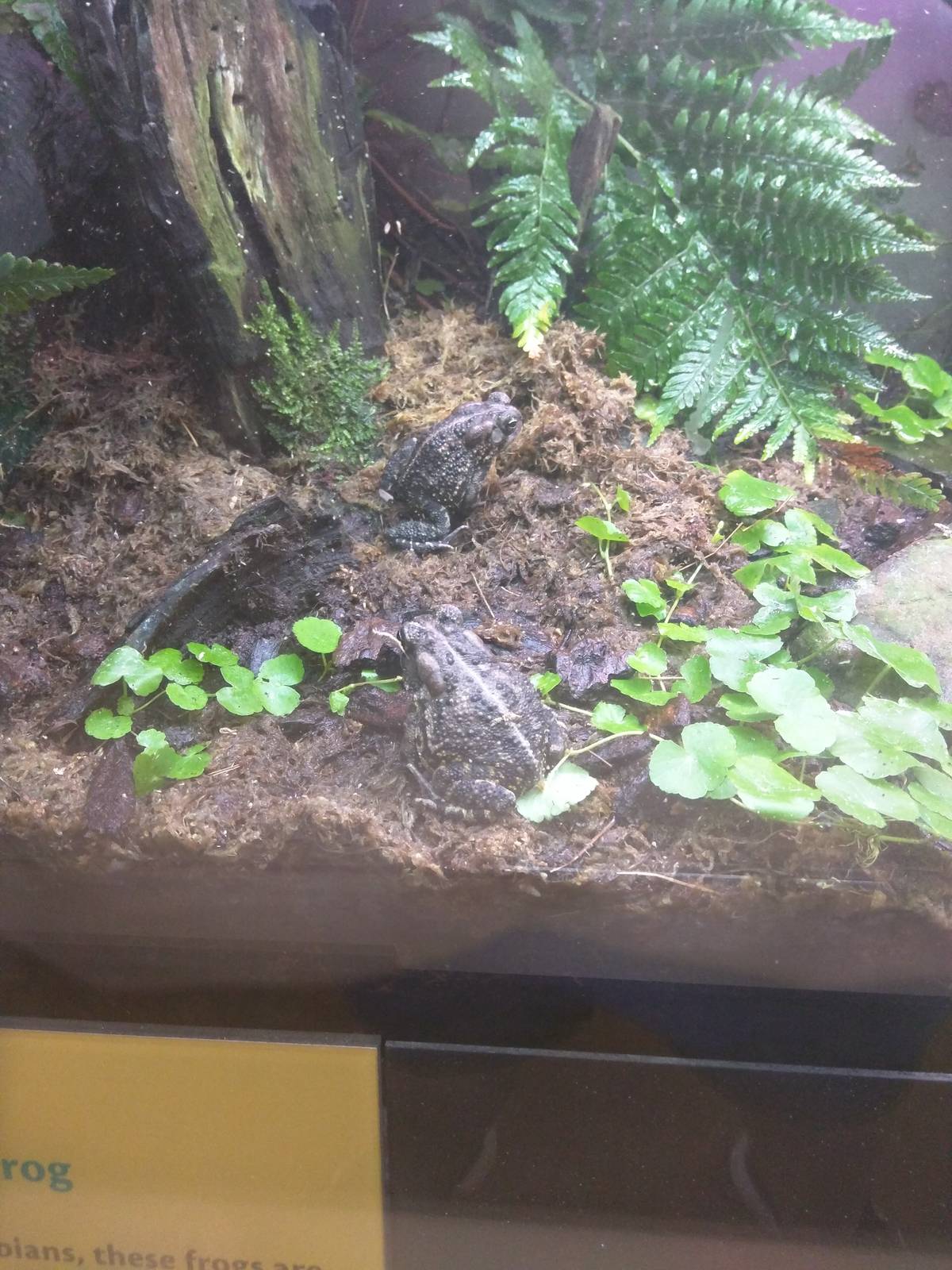 Amazonia - Fowler's Frog