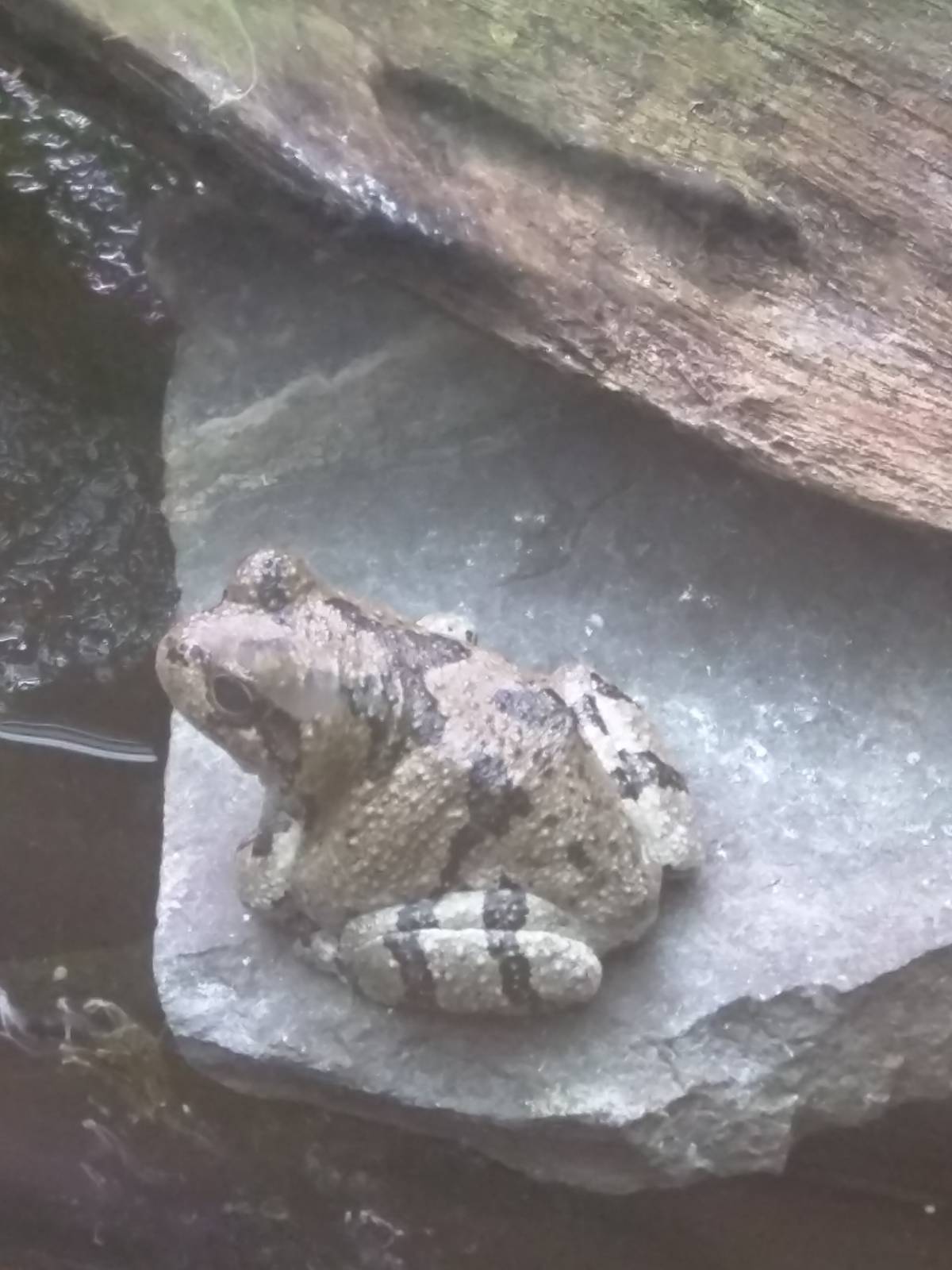 Amazonia - Fowler's Frog