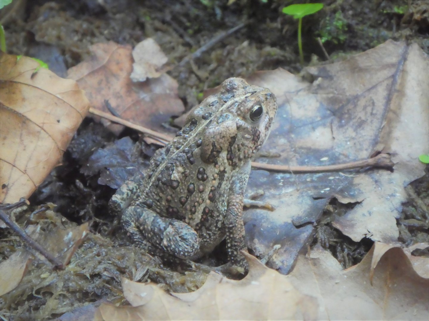 Amazonia - Fowler's Toad