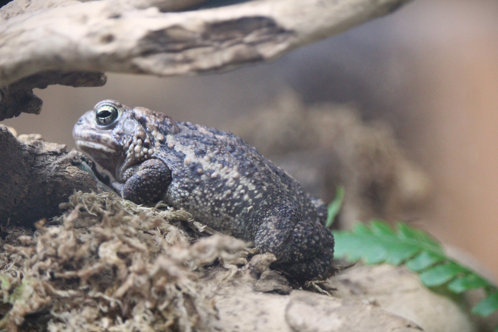 Amazonia - Fowler's Toad