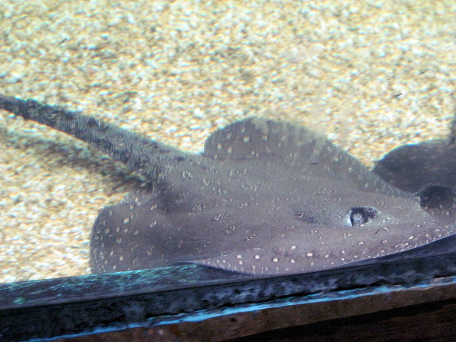 Amazonia-Freshwater Stingray
