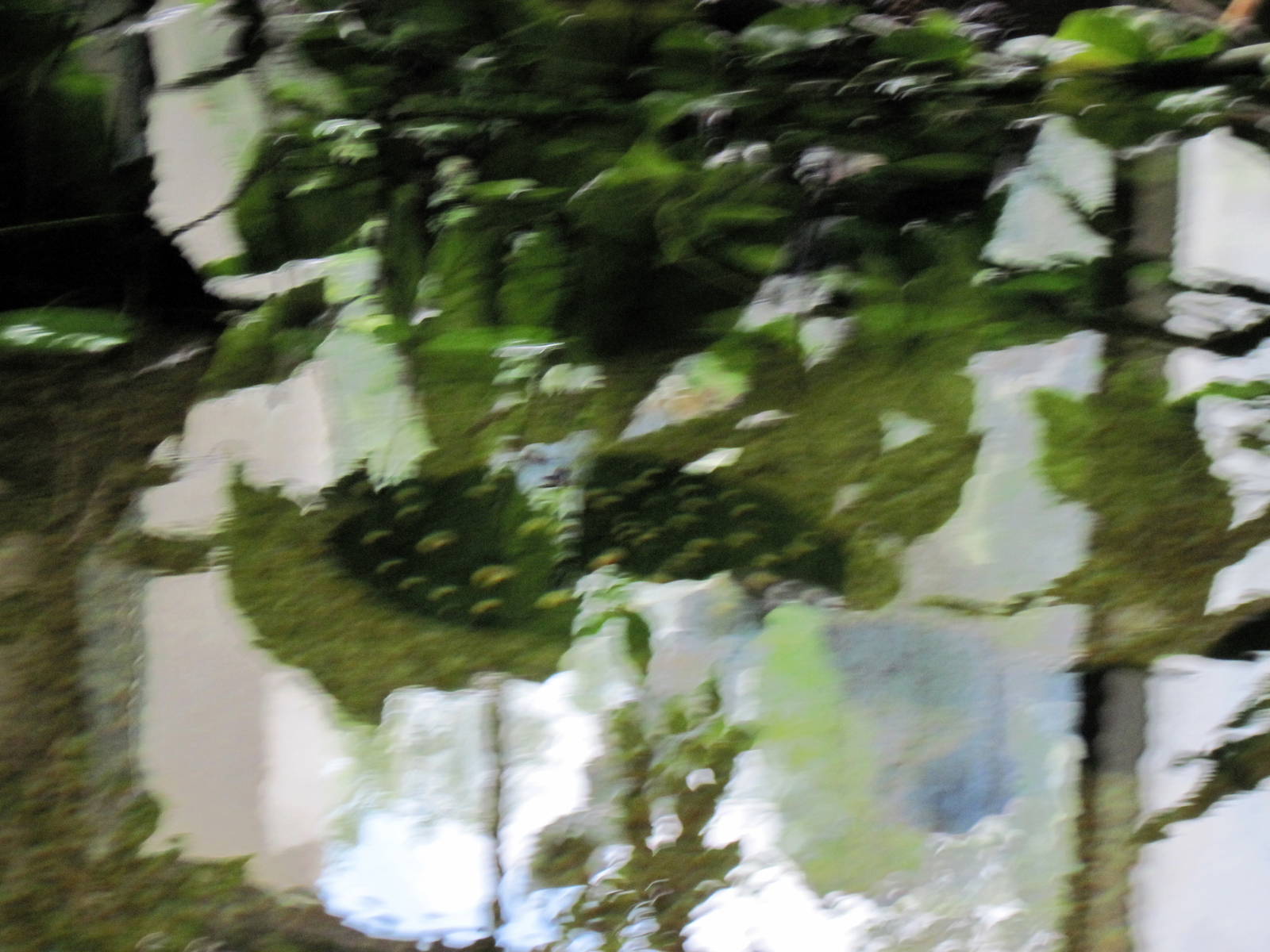 Amazonia-Freshwater Stingray