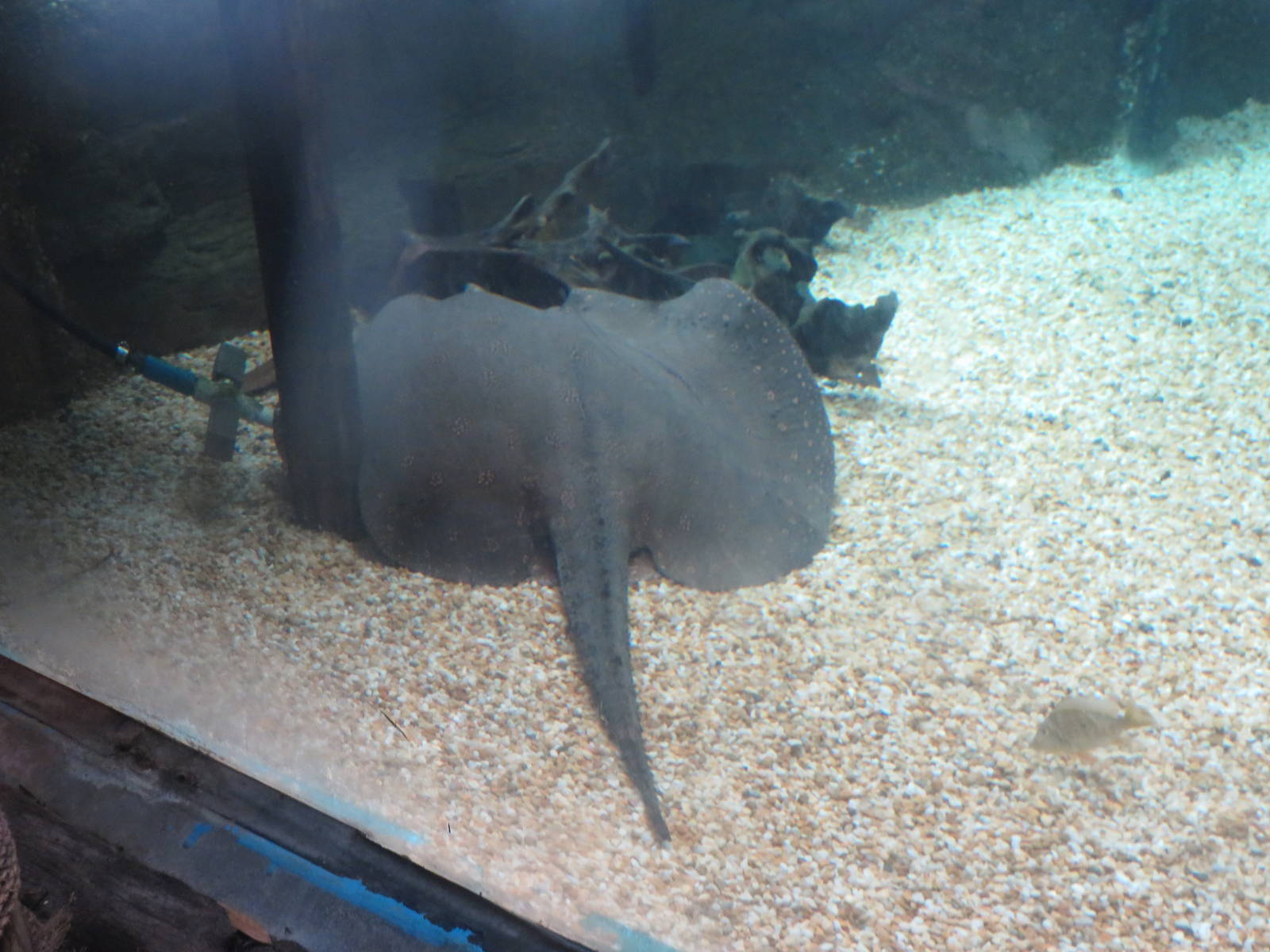 Amazonia - Freshwater Stingray