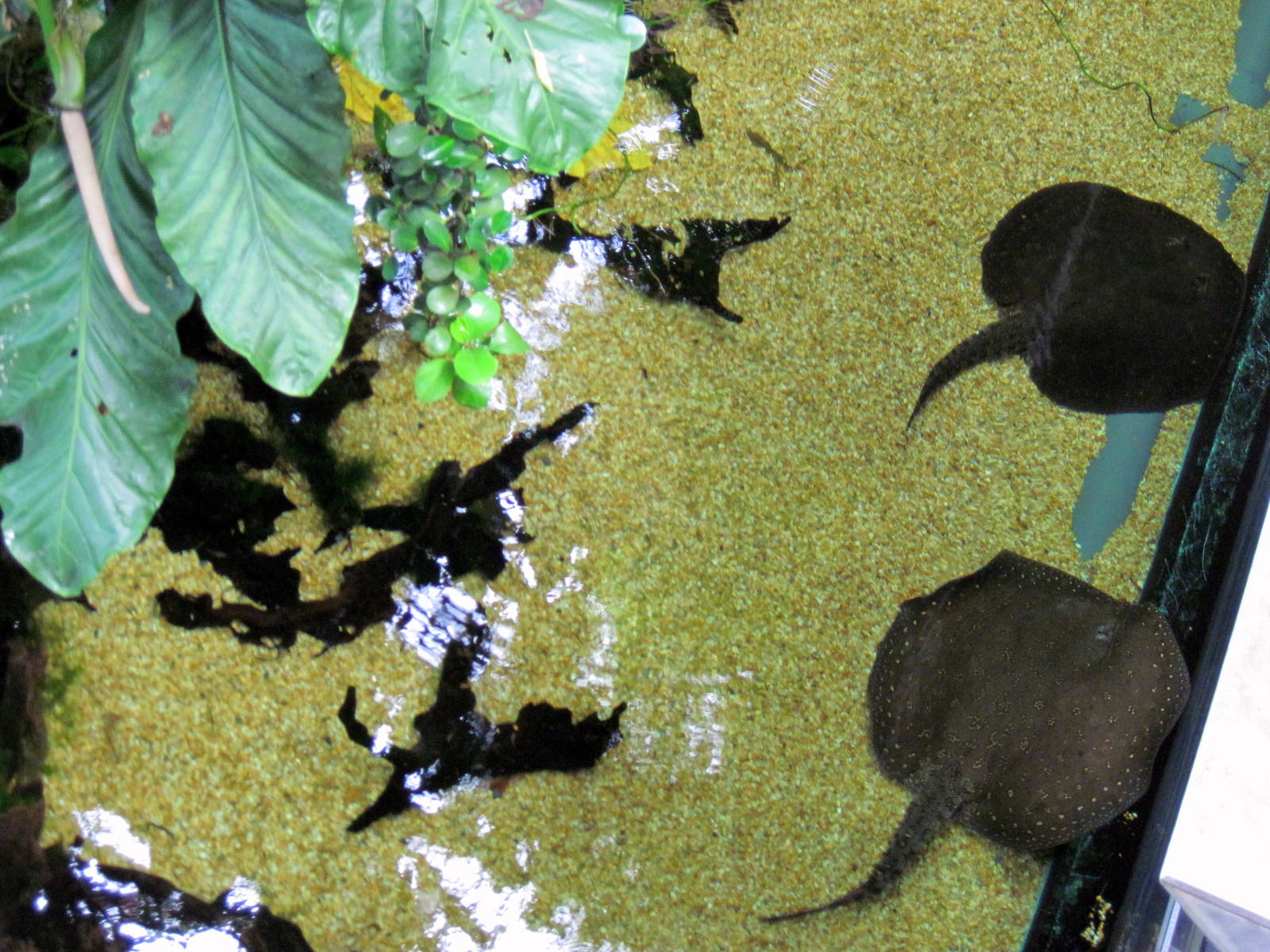 Amazonia-Freshwater Stingrays