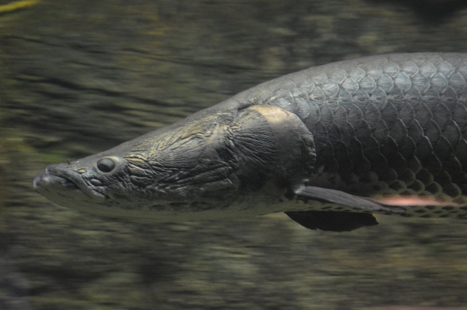 Amazonia - Giant Arapaima (Arapaima gigas)
