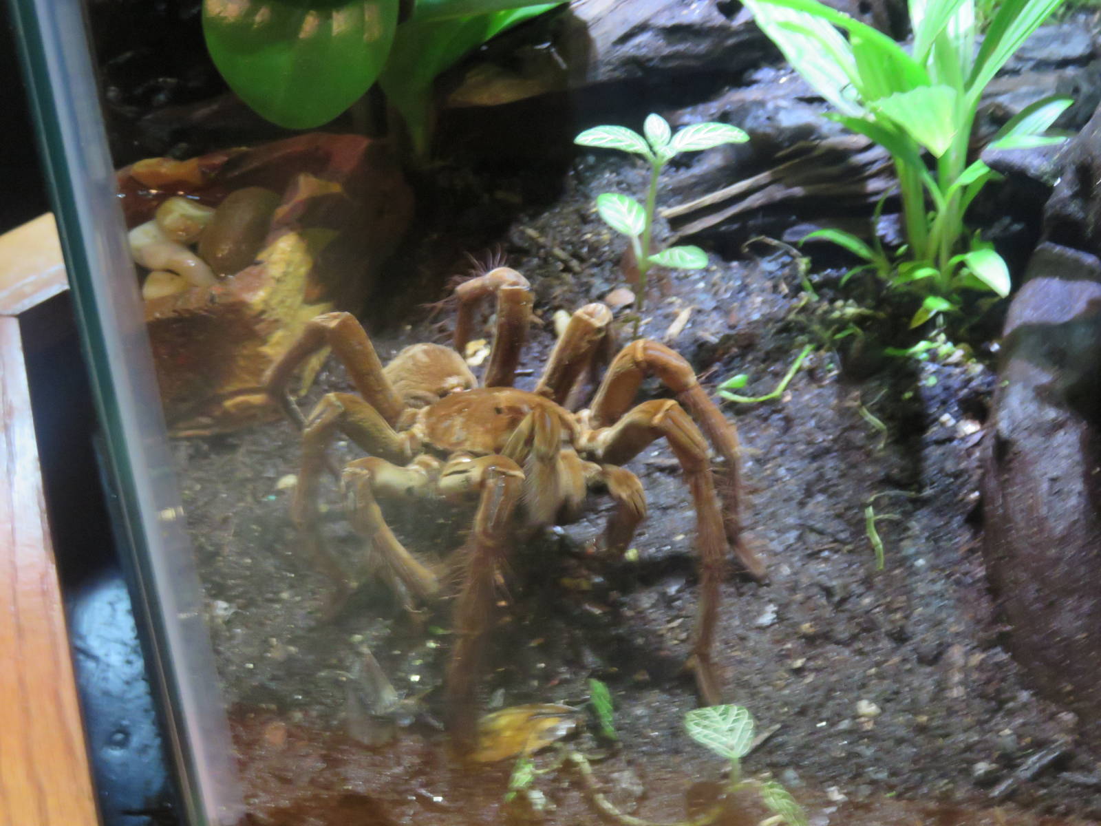 Amazonia - Goliath Bird Eating Tarantula