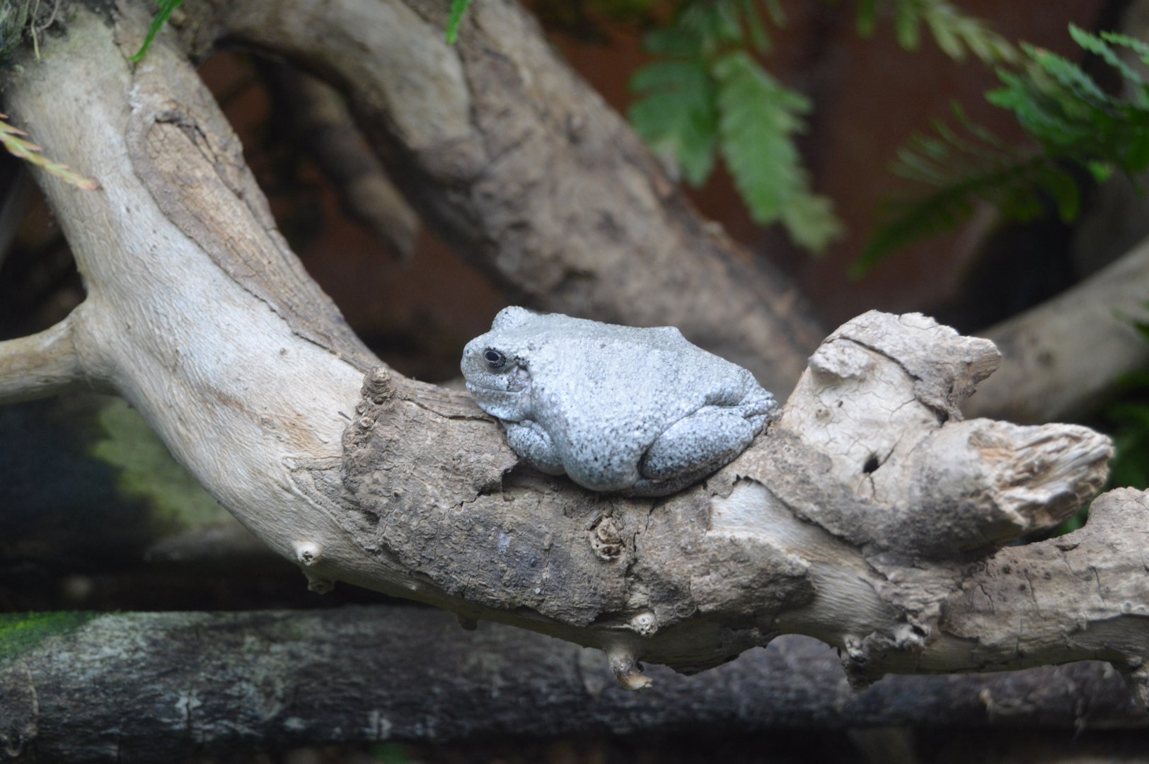 Amazonia - Gray Treefrog (Hyla versicolor)
