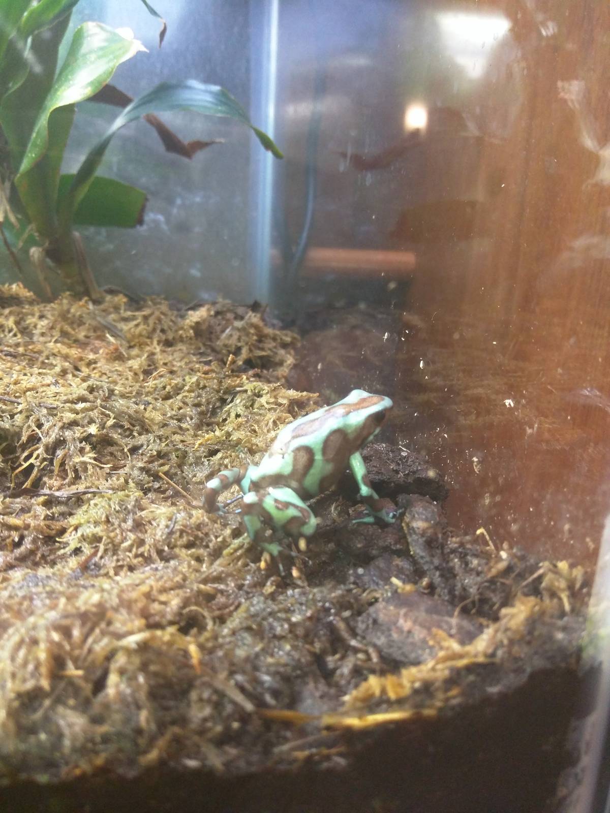 Amazonia -Green and Black Poison Frog