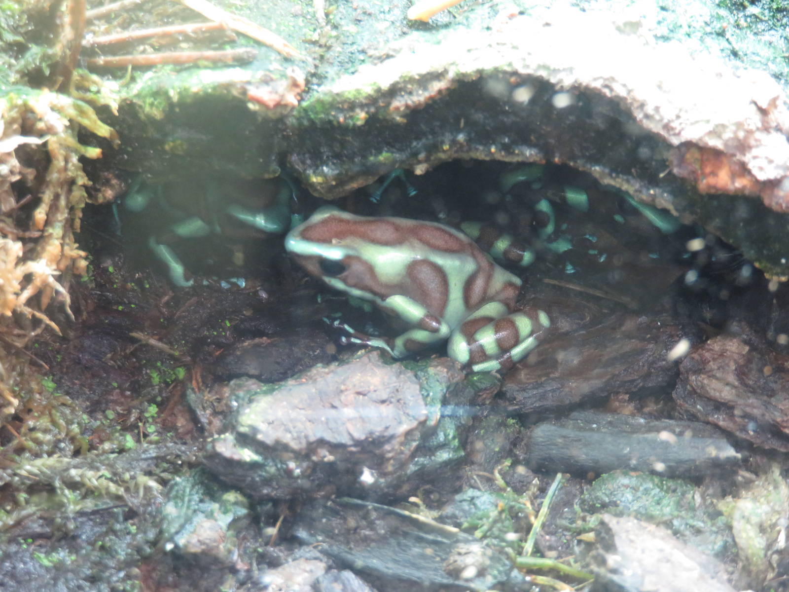 Amazonia - Green and Black Poison Frog