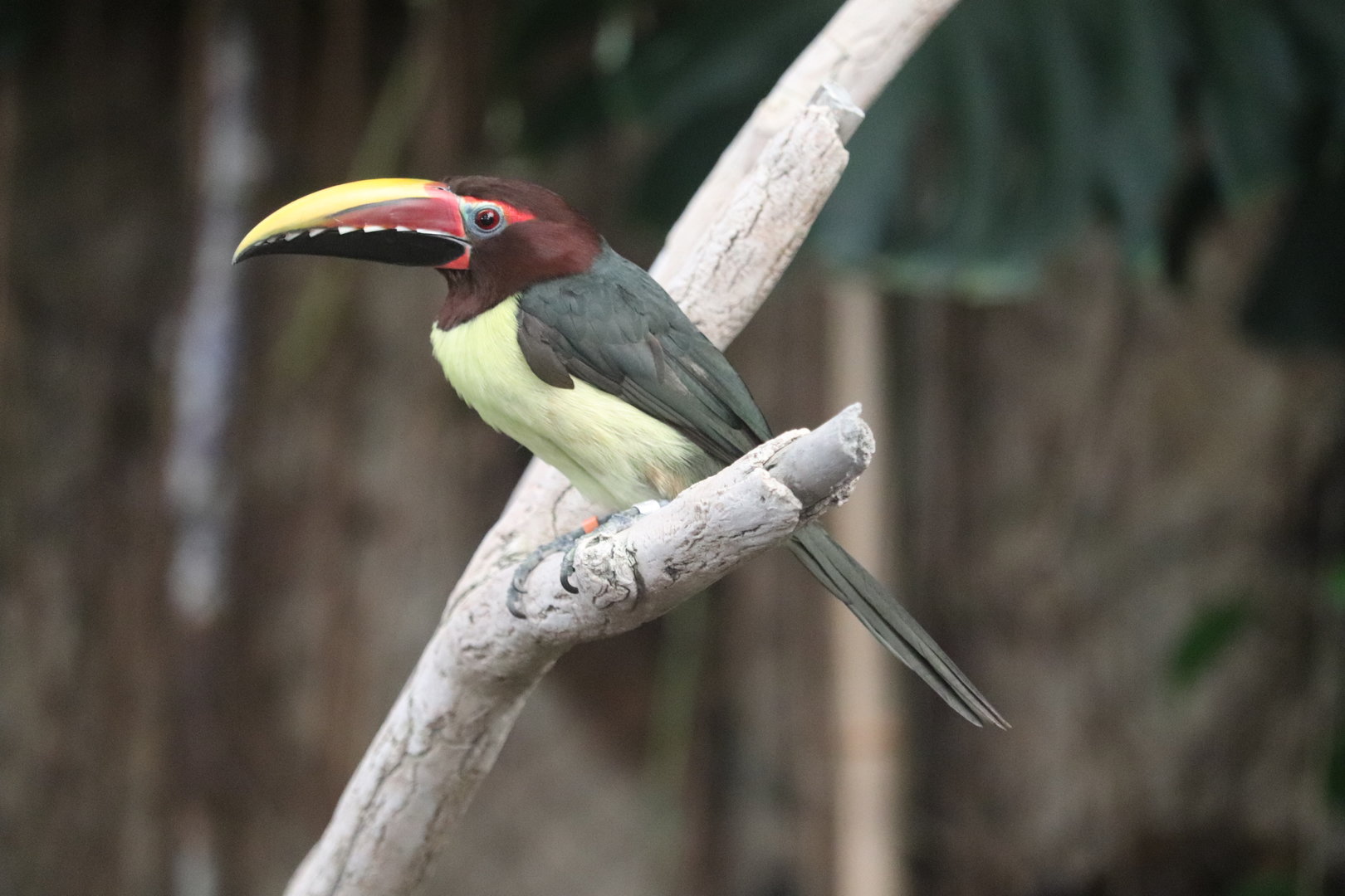 Amazonia - Green Aracari