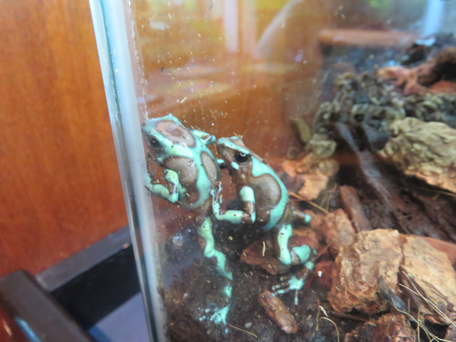 Amazonia - Green Poison Frog
