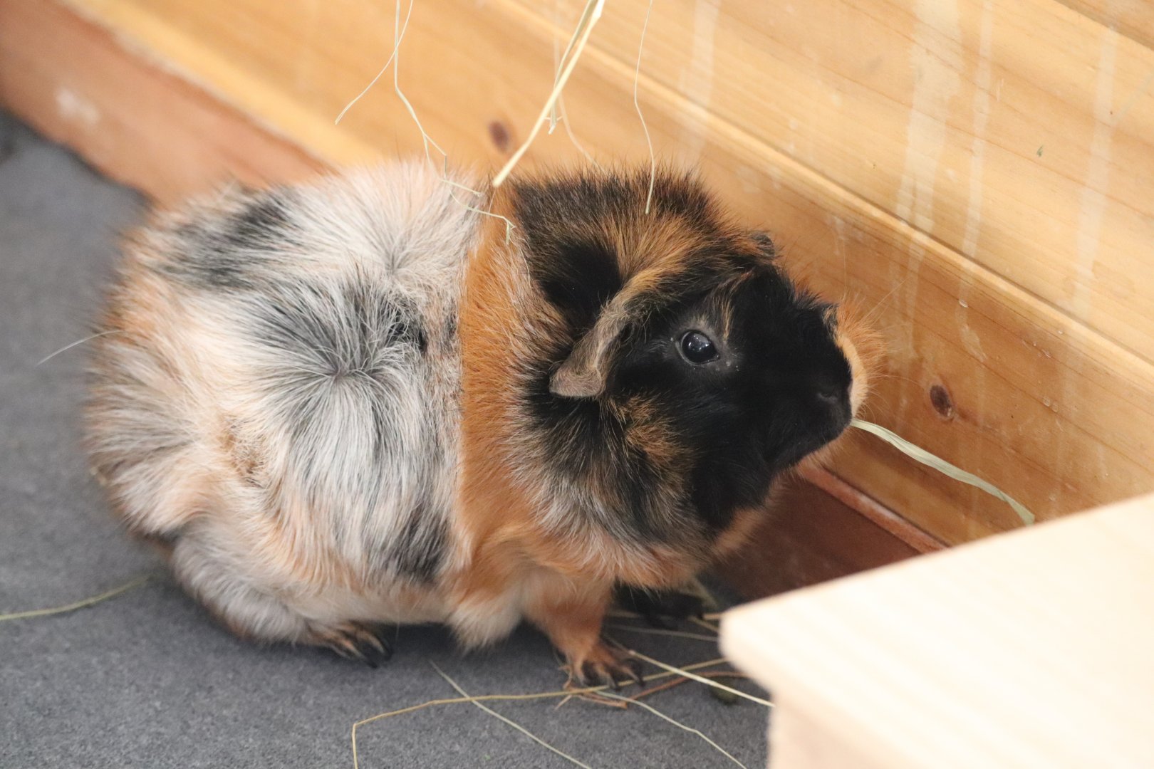 Amazonia - Guinea Pig
