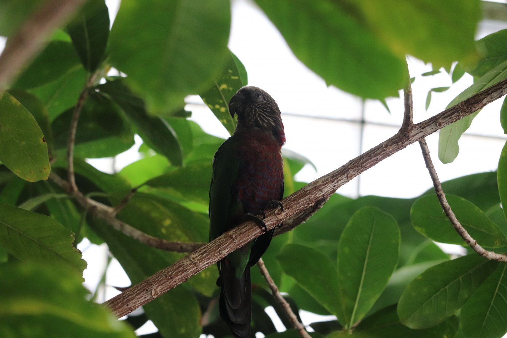 Amazonia - Hawk-Headed Parrot