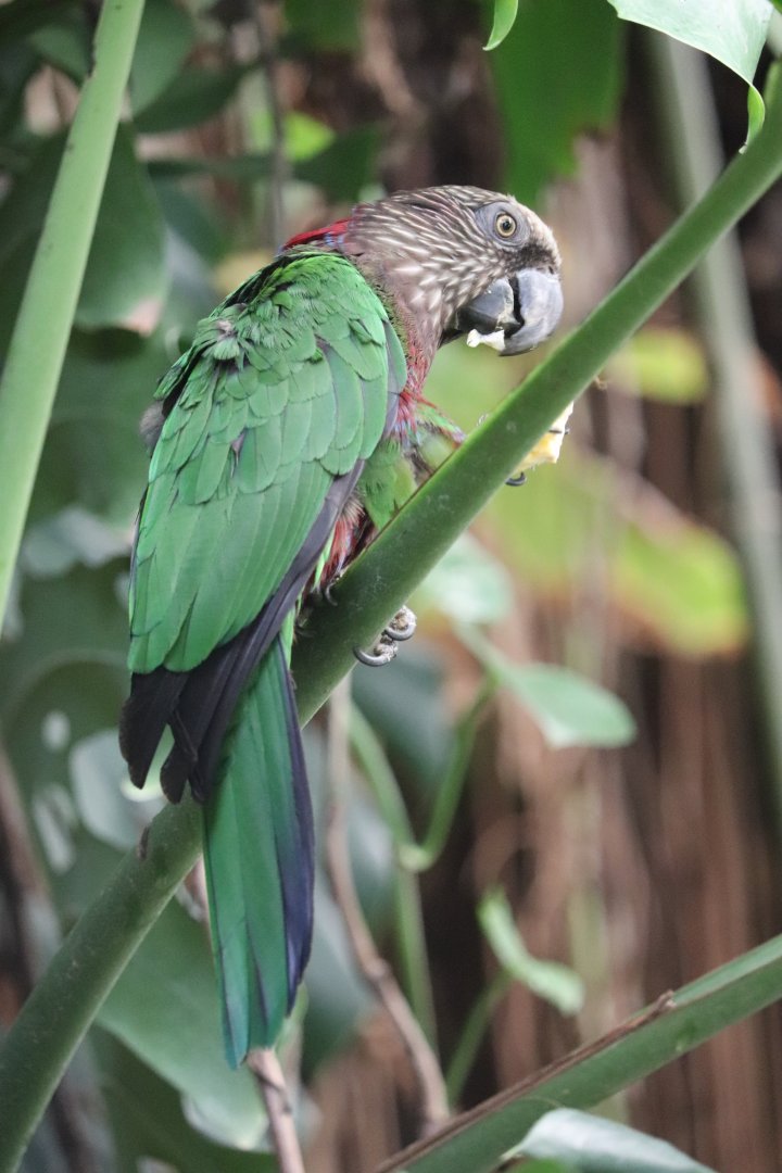 Amazonia - Hawk-Headed Parrot