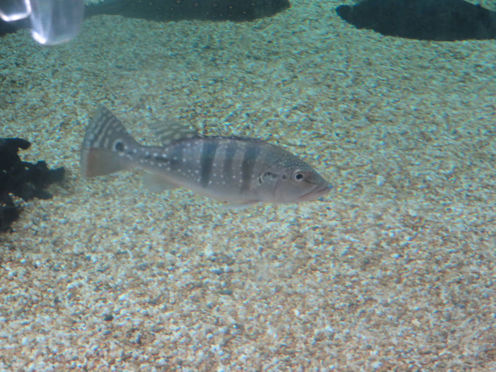 Amazonia - ID Help Needed