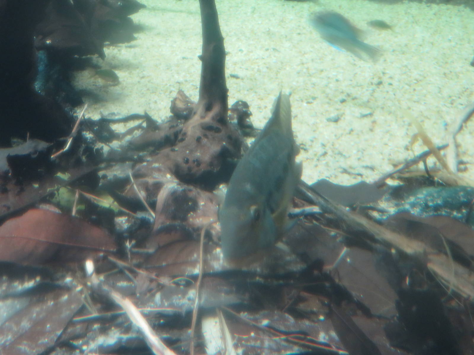 Amazonia - ID Help Needed