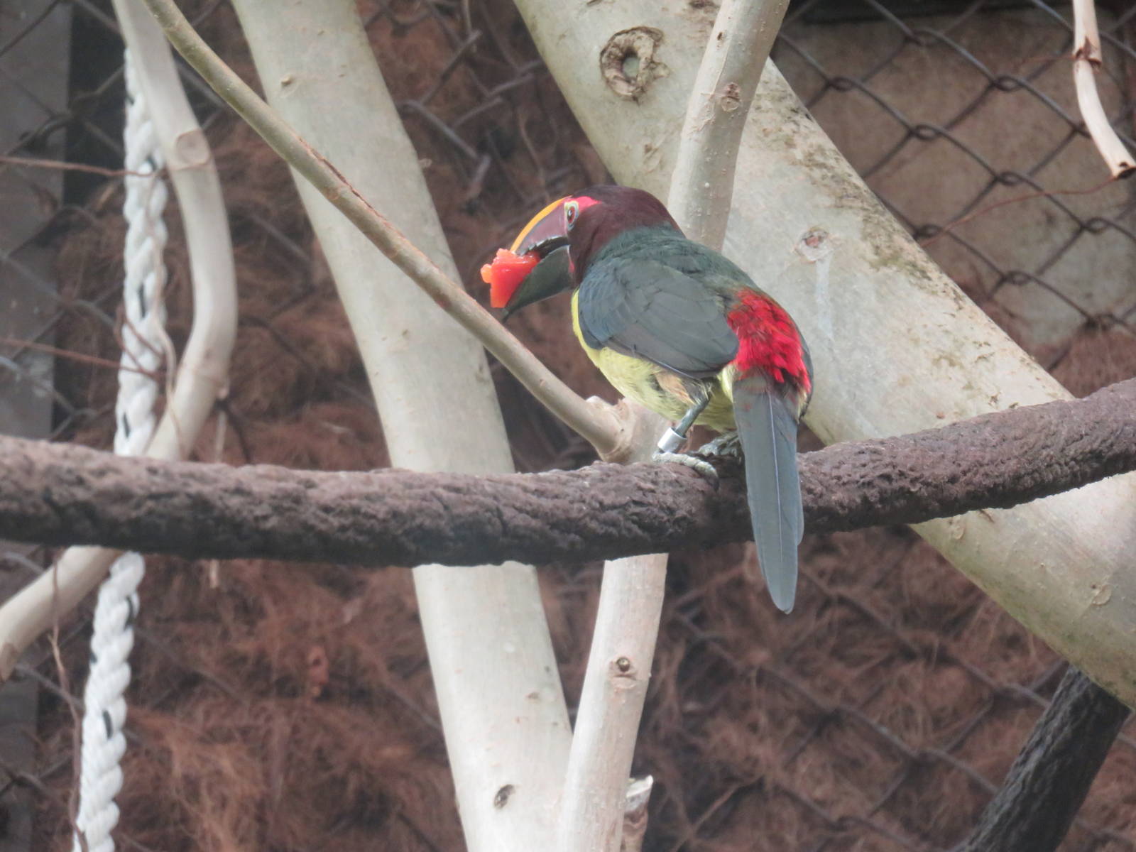 Amazonia - ID Help Needed