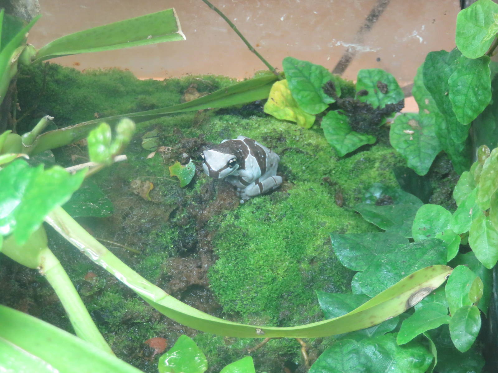 Amazonia - ID Help Needed