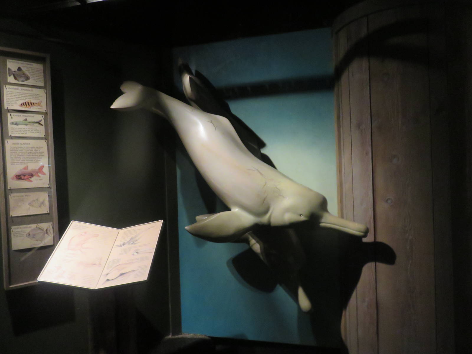 Amazonia - Life Size Boto Sculpture