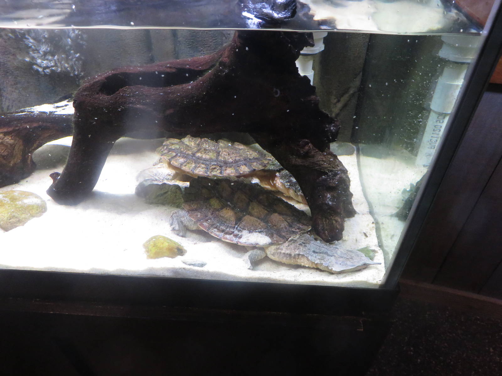 Amazonia - Mata Mata