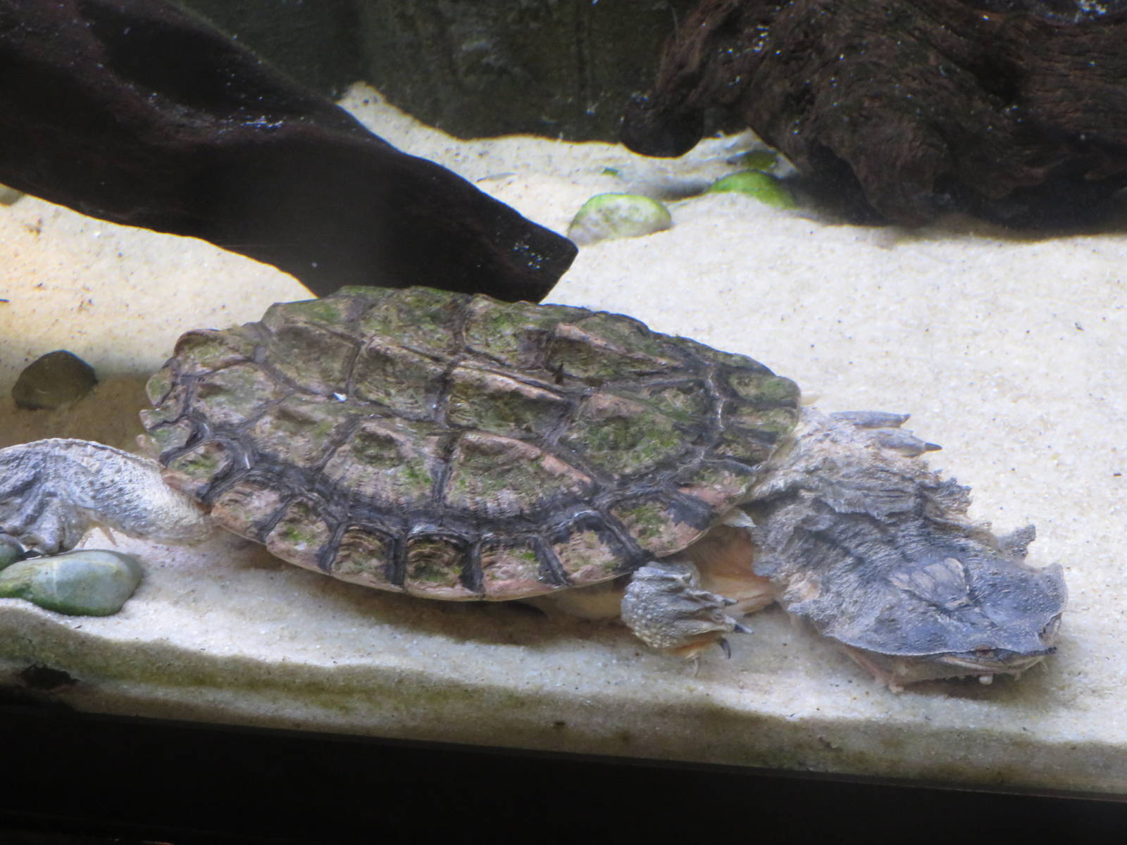 Amazonia - Mata Mata