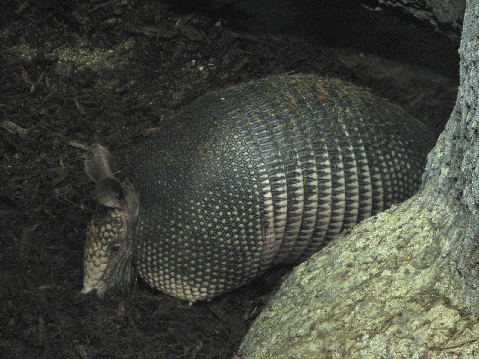Amazonia - Nine-banded Armadillo