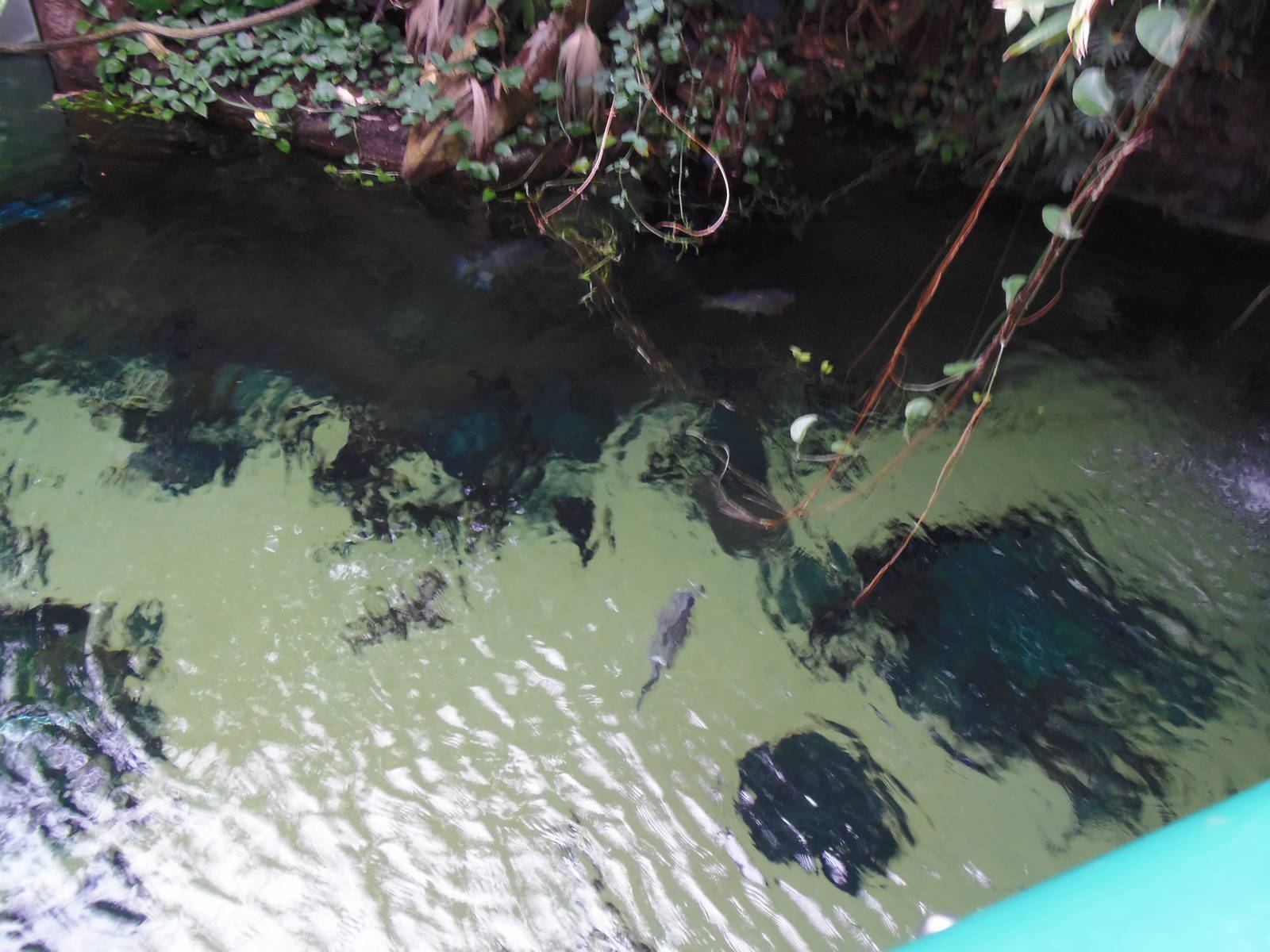 Amazonia- Overhead View of Fish Tank