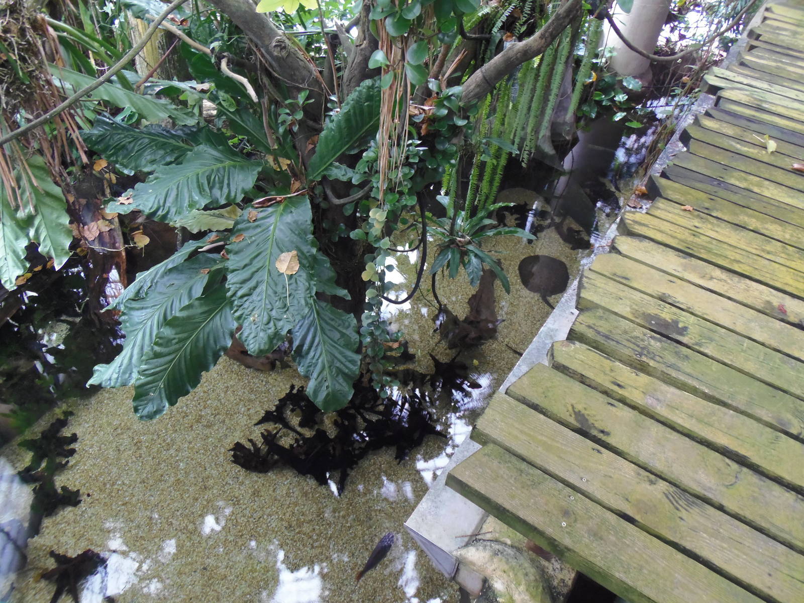 Amazonia- Overhead View of Ray/Fish Tank