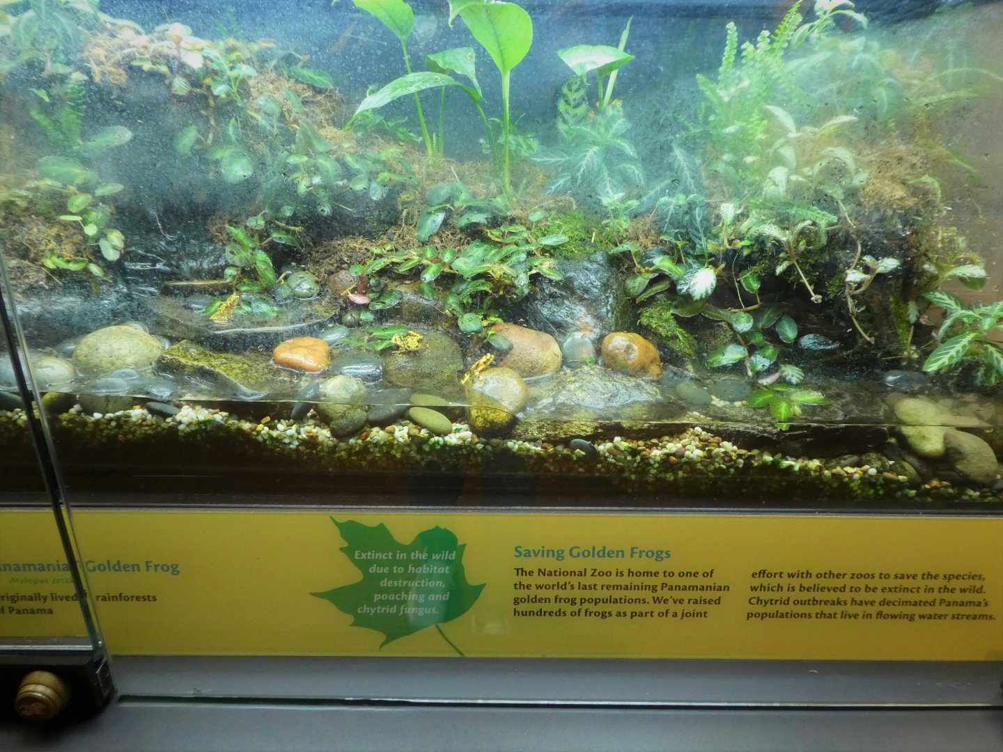 Amazonia - Panamanian Golden Frog Exhibit