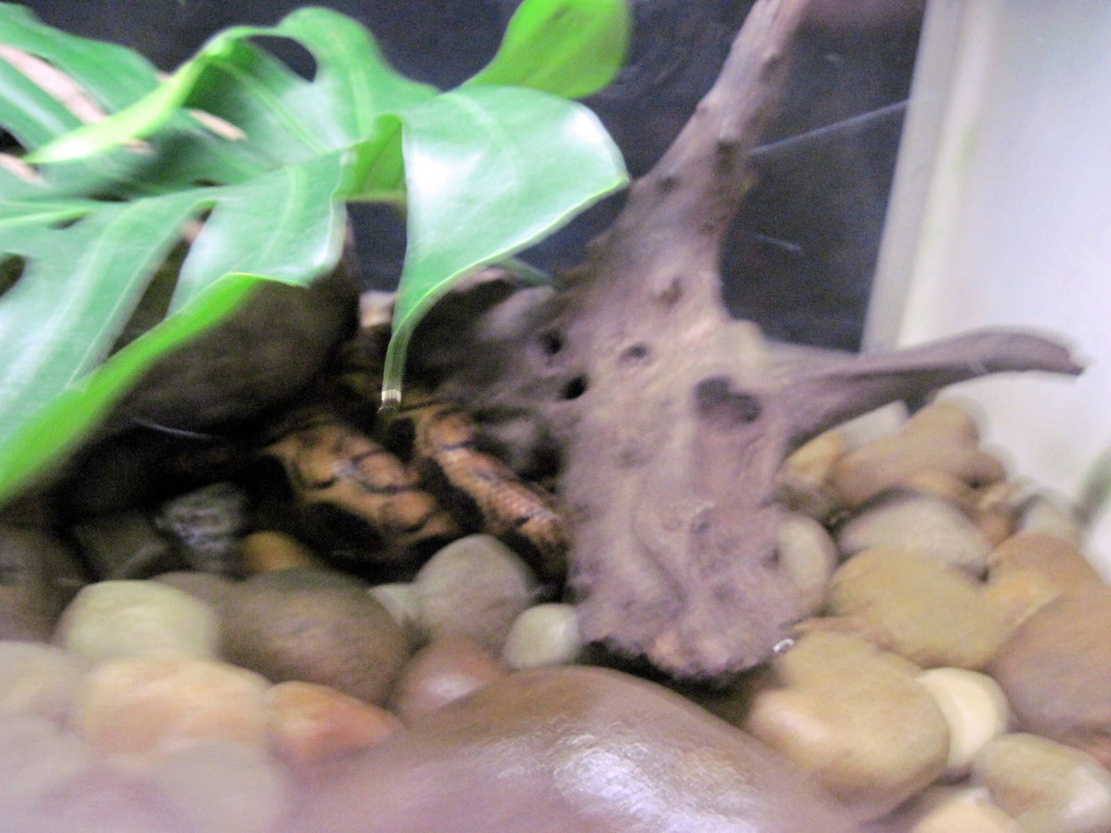 Amazonia-Rainbow Boa