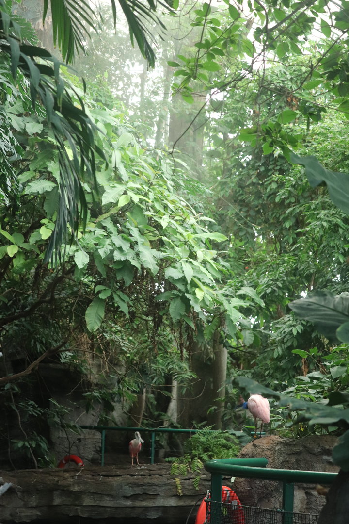 Amazonia - Rainforest View