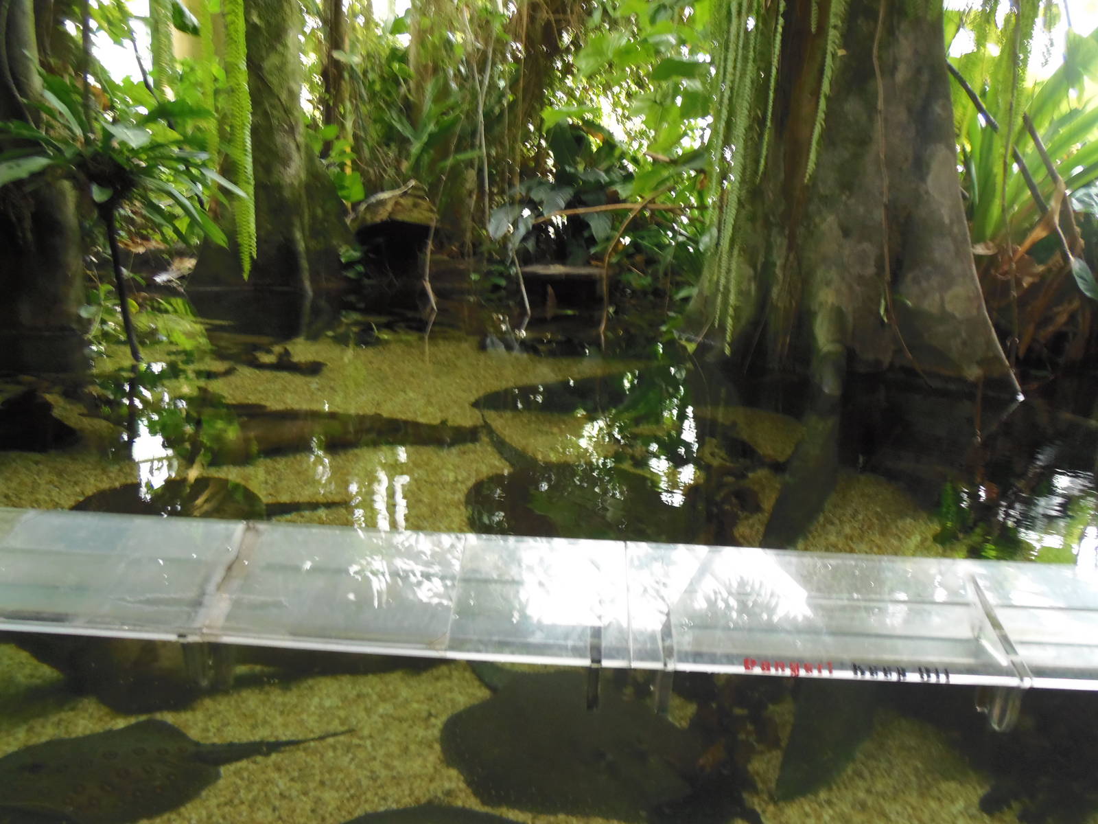 Amazonia- Ray/Fish Exhibit