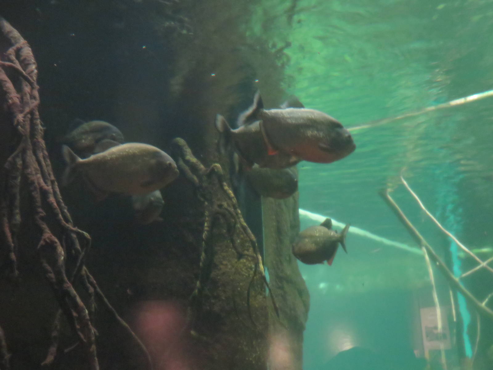Amazonia - Red Bellied Piranha