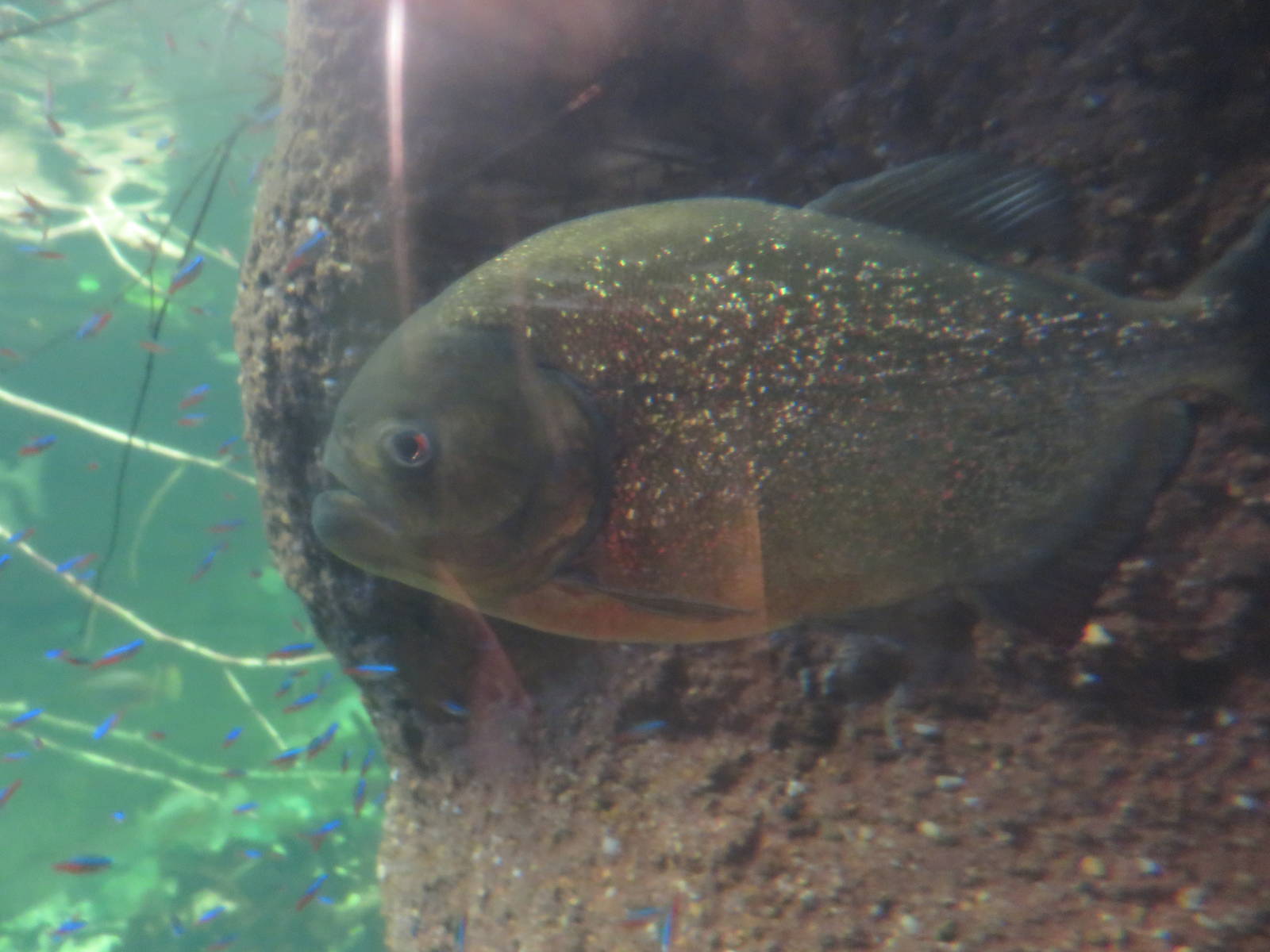 Amazonia - Red Bellied Piranha