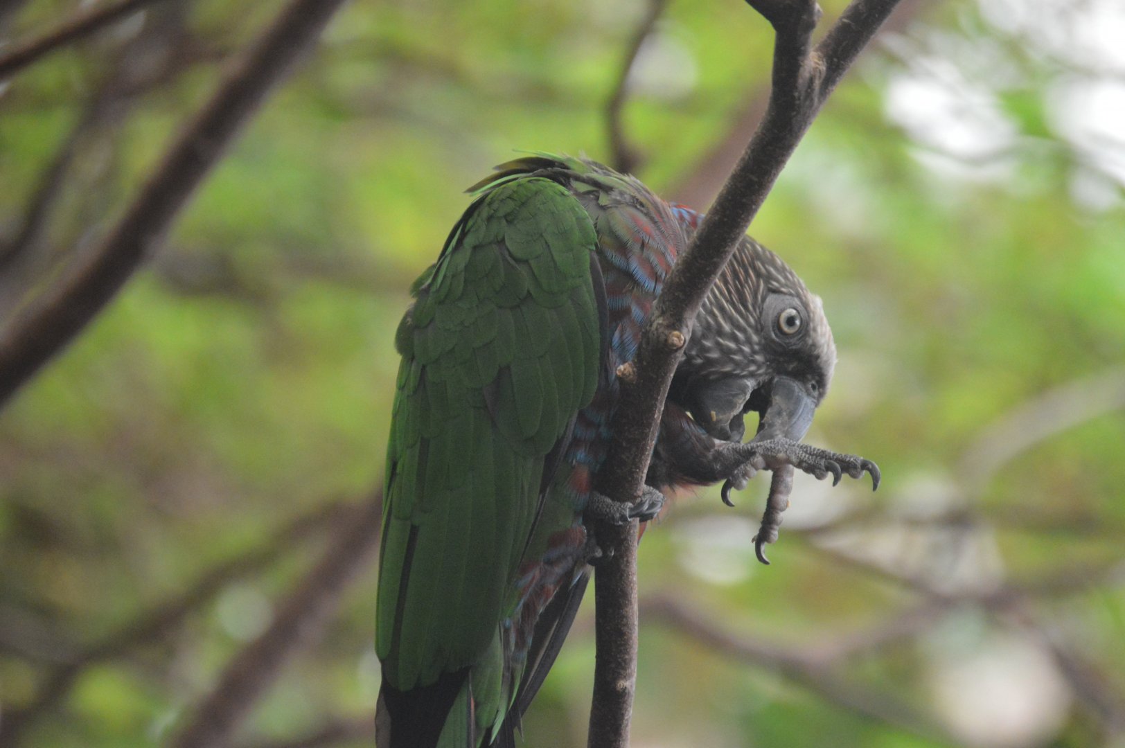 Amazonia - Red-fan Parrot (Deroptyus accipitrinus)