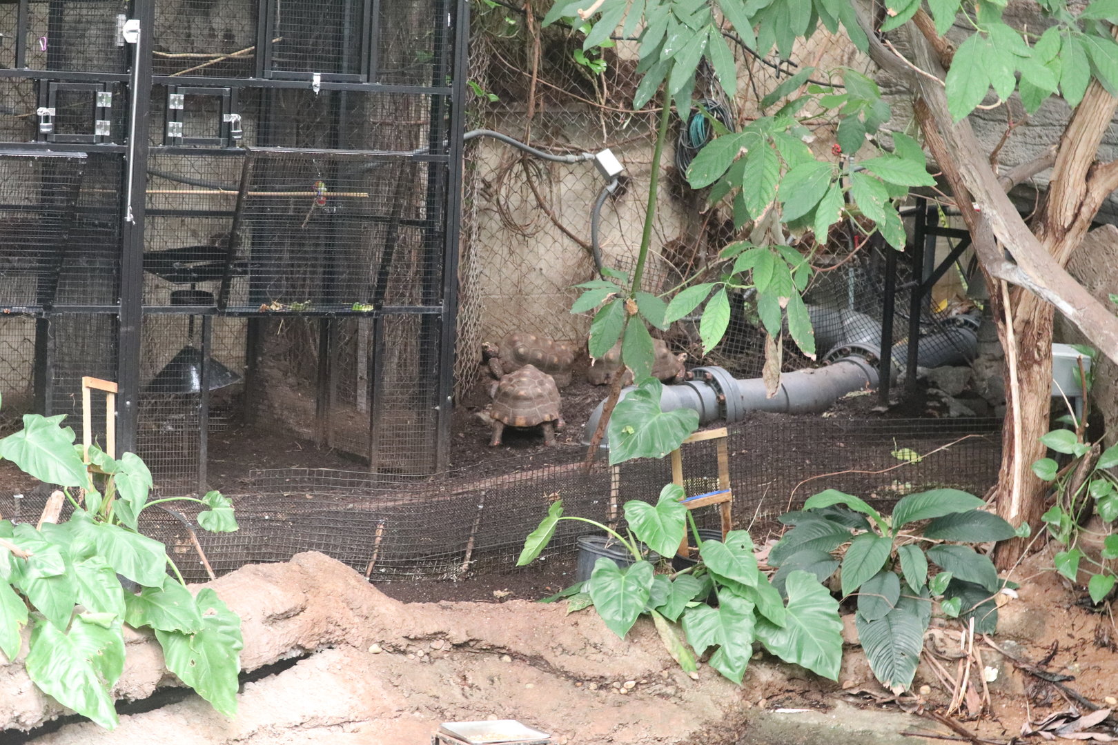 Amazonia - Red-Footed Tortoise Area