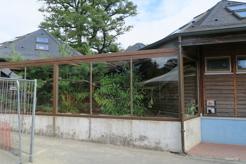 Amazonia - red-winged tinamou